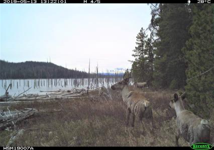 2 adult, yearling.jpg