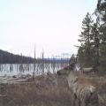 2 adult, yearling.jpg